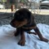 Doberman Puppies for sale