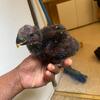 Baby eclectus 