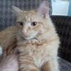 Maine Coon Mix Cat