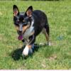 16 month male ,  Not AKC