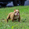 Micro pups available