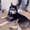 Looking To Breed My Siberian Husky Female