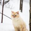 Ragdoll