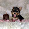 AKC Yorkshire terriers