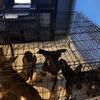 German Shepherd Puppies