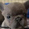 Sale!!!! Sale!!!! BEST PUPS BEST PRICE!!!!
