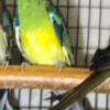 Red Rumped Parakeets, 2024 closed banded, unrelated pair