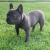 Blue Male French Bulldog, For Sale