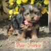 Pixie Female Yorkshire Terrier