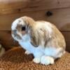 Pedigreed holland lop buck