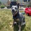 Female Blue Heeler/Australian Cattle Dog