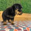 Rottweiler Puppies (AKC)