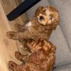 Male cockapoo puppy looking for forever home