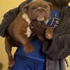 English bulldog 