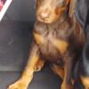 AKC Doberman pincher puppies.