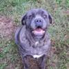 4.5 yr old female Cane Corso available 