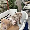 Litter of Seven
