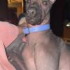 Xolo-Mexican Hairless Puppy