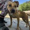 Female apbt can call at 8436209308