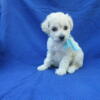 MaltiPoo Puppies Available