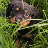 Rottweiler Puppy