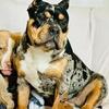 Female pocket bully 
