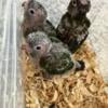 Crimson Bellied Conure Babies