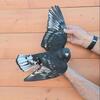 Black and White Stencil Homing Pigeons