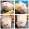 Akc male Pomeranians