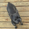 Adult French Bulldog Female