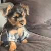 Yorkie terrier puppy