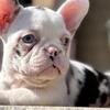 Stunning blue eyed Female French Bulldog 