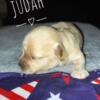 $1500 MEET JUDAH! CAVAPOO!