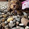 Chihuahua Yorkie mix