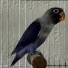 Black Masked Violet Lovebirds (Personatus) 