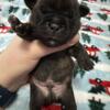 French Bulldog Dogs For sale