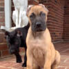 9week old male presa pup available now