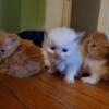 Himalayan/Persians kittens in painesville