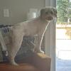 Wheaten Terrier