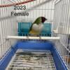 European Gouldian Finches for Sale!