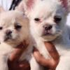 Fluffy French Bulldogs ready for new homes