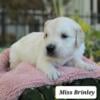 AKC Golden Retriever puppies males & females 