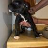 Pit bull mix puppies. Mix with rott, German shepherd, Alaskan malamute, and lab