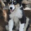 Miniature Australian shepherd female