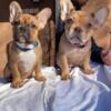 13 week old French Bulldog puppies