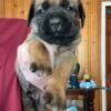 AKC fawn Cane Corso Males