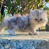 Persian kittens for sale