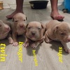 Staffy/bully puppies