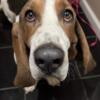 2 year old male basset hound stud