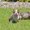 Merle and Tri Exteme Bull Puppies. ABKC papers.